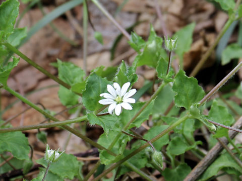 Myosoton aquaticum
