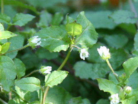 Myosoton aquaticum