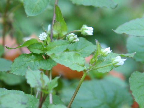Myosoton aquaticum