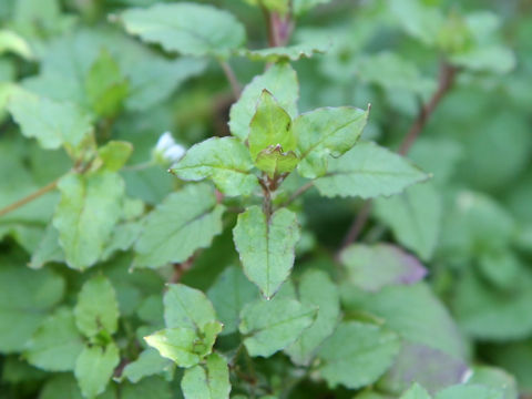 Myosoton aquaticum