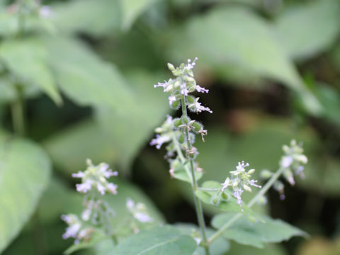 Circaea cordata