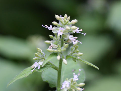 Circaea cordata