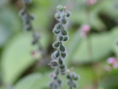 Circaea cordata