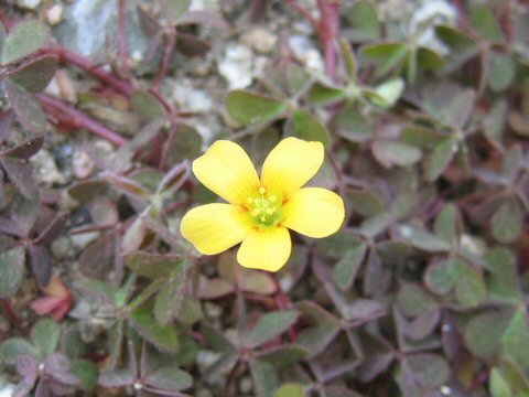 Oxalis corniculata f. tropaeoloides