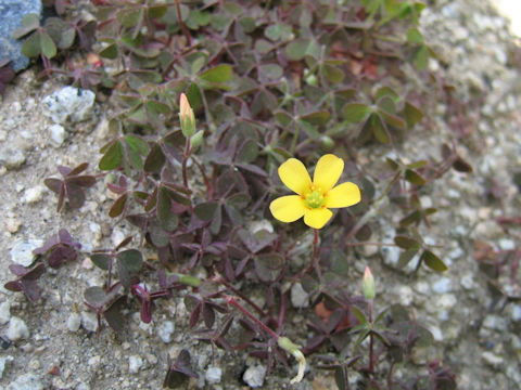 Oxalis corniculata f. tropaeoloides