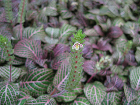 Fittonia verschaffeltii var. pearcei