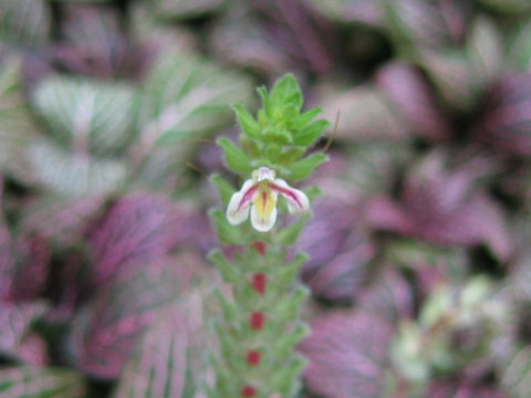 Fittonia verschaffeltii var. pearcei