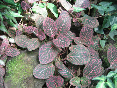 Fittonia verschaffeltii var. pearcei