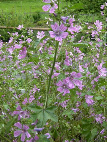 Malva sylvestris