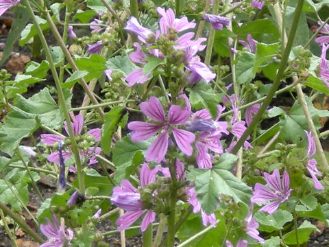 Malva sylvestris