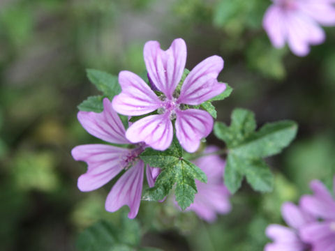 Malva sylvestris