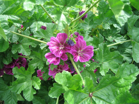 Malva sylvestris