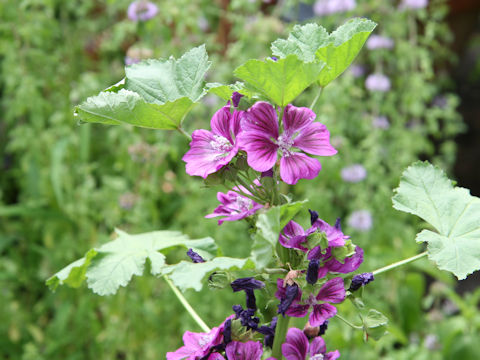 Malva sylvestris