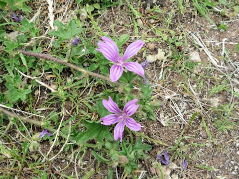 Malva sylvestris