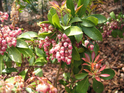 Pieris japonica f. Rosea