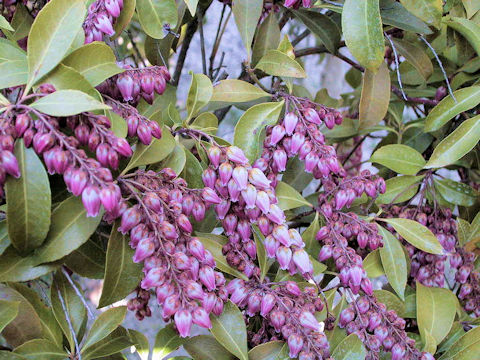 Pieris japonica f. Rosea