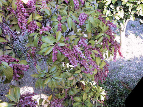 Pieris japonica f. Rosea