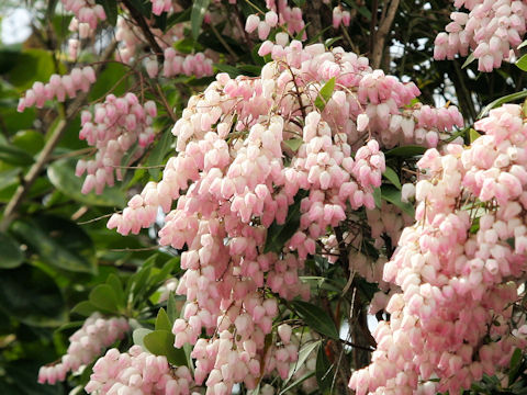 Pieris japonica f. Rosea