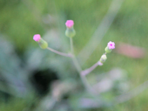 Emilia sonchifolia var. javanica