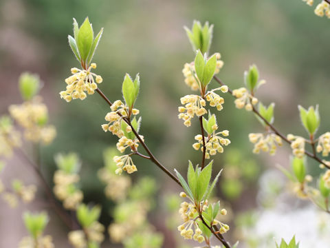 Lindera sericea var. glabrata