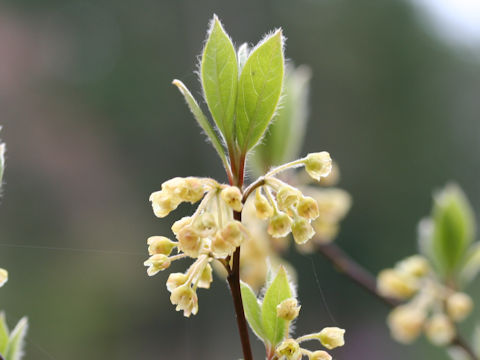 Lindera sericea var. glabrata