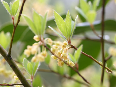 Lindera sericea var. glabrata