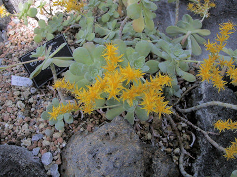 Sedum palmeri