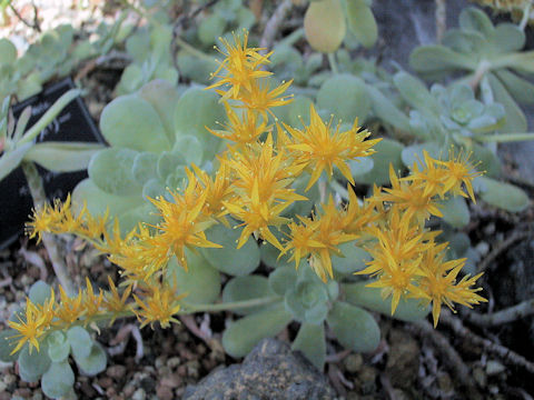 Sedum palmeri