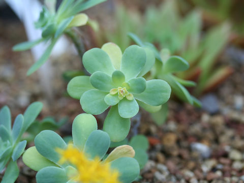 Sedum palmeri