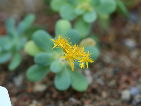 Sedum palmeri