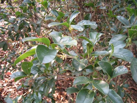 Osmanthus fragrans var. thunbergii