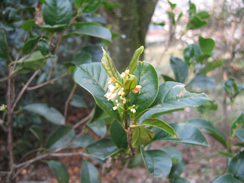 Osmanthus fragrans var. thunbergii