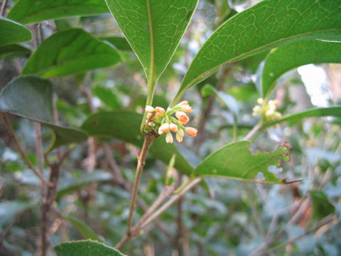 Osmanthus fragrans var. thunbergii