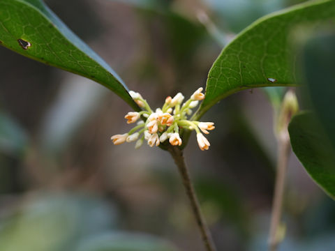 Osmanthus fragrans var. thunbergii
