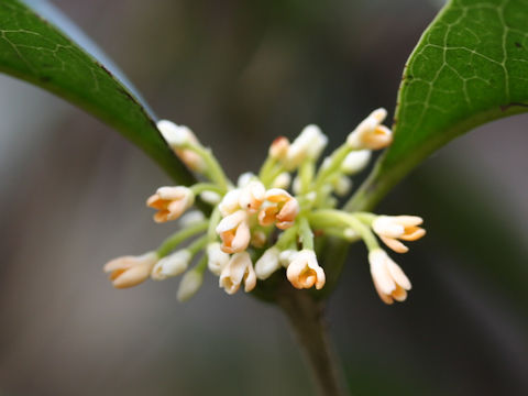 Osmanthus fragrans var. thunbergii