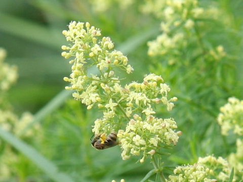 Galium verum var. asiatica f. asiatica