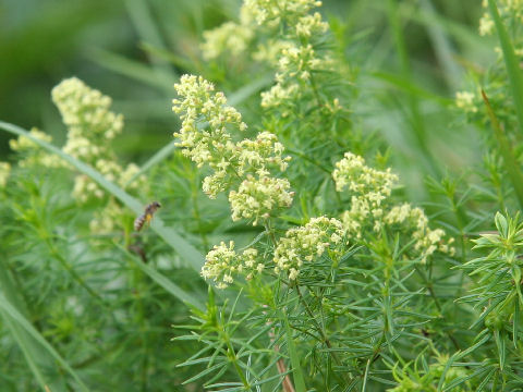 Galium verum var. asiatica f. asiatica