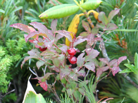 Vaccinium hirtum var. pubescens