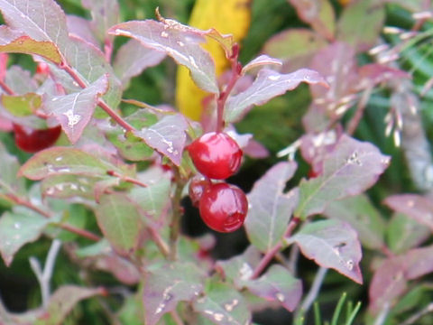 Vaccinium hirtum var. pubescens