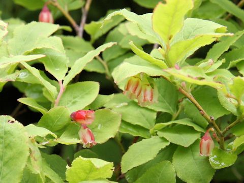 Vaccinium hirtum var. pubescens