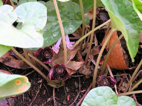 Asiasarum sieboldii