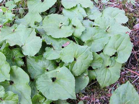 Asiasarum sieboldii