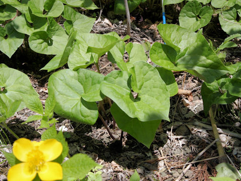 Asiasarum sieboldii