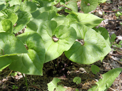 Asiasarum sieboldii