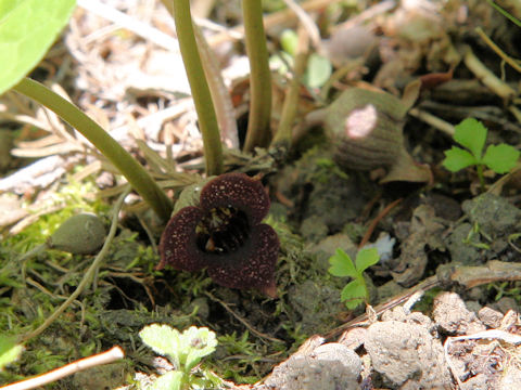 Asiasarum sieboldii