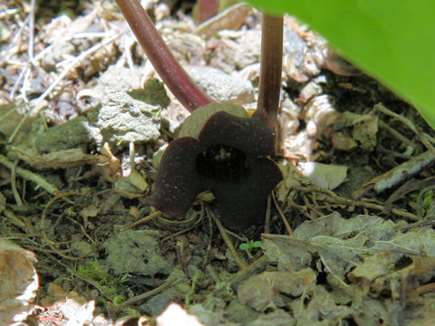 Asiasarum sieboldii