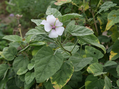 Althaea officinalis