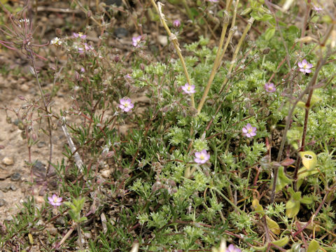 Spergularia rubra