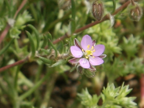 Spergularia rubra