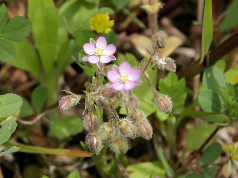 Spergularia rubra